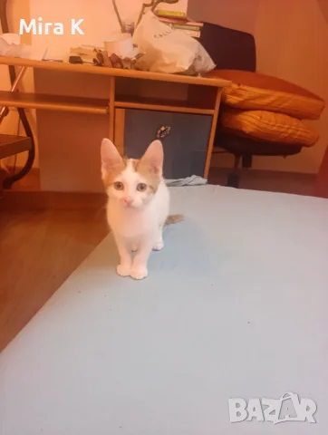 Малки  Котета момиченца, снимка 3 - Други - 55589346