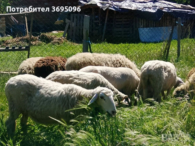 Prodavam ovce , снимка 3 - Овце - 54590816