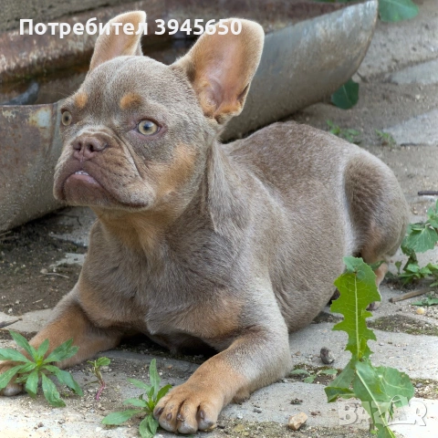 Френски булдог - Изабела 