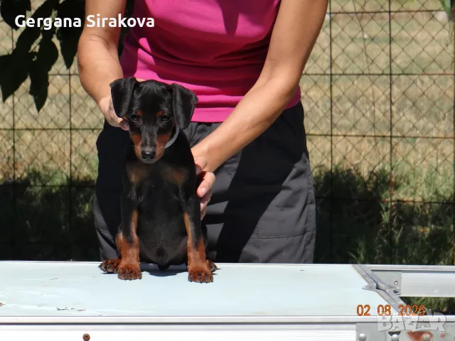 Миниатюрен Пинчер / zwergpinscher, снимка 5 - Пинчер - 55357983