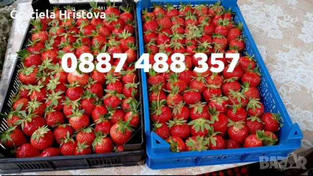Продавам разсад ягоди , снимка 6 - Стайни растения - 54048116