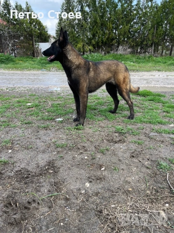 Малки кученца , снимка 9 - Белгийска овчарка - 54251779