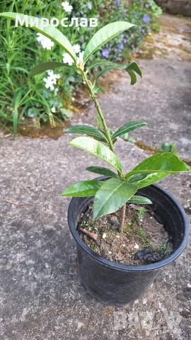 Продавам декоративен храст Лавровишна , снимка 3 - Градински цветя и растения - 54239490