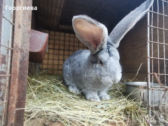 Заек, зайче, пеперуда, триколор, чинчилов великан, жълт великан, кръстоски, снимка 7 - Други - 36690060