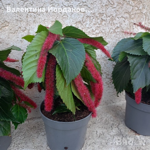 акалифа котешка опашка 