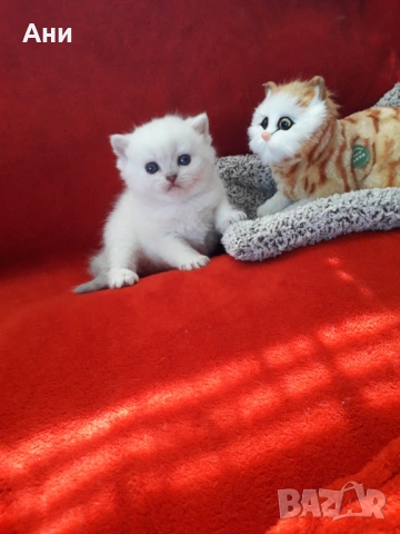Супер Цена .Елитни Котенца
