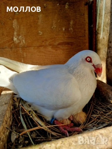Датски летачи 