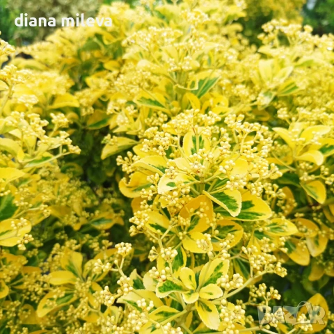 Евонимус Ауреа, Euonymus Japonica Aurea, снимка 3 - Градински цветя и растения - 54458056