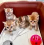 Британска късокосместа порода, 4 златисти котета, котка, домашни любимци, снимка 6