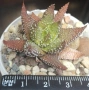 Хавортия (Haworthia attenuata Tanba var. nova), сукулентно растение, снимка 2