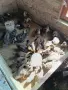 Патици -юрдечки, снимка 2