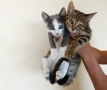 Подарявам две малки котенца - Мелиса и Щефи, снимка 3