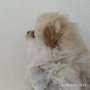 Мини Померани!!!, снимка 6