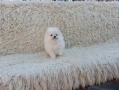 Померани. Реални снимки!!!, снимка 5