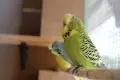 папагали изложените двойка, снимка 6