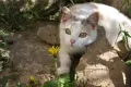 Очарователни котета търсят любящи домове!, снимка 2