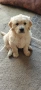 Голдън ретривър (Golden retriever) кученца , снимка 3