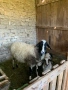 ПРОДАВАМ ОВЦЕ!!!, снимка 1