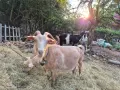 Продавам две женски кози и две женски млади ярета, снимка 4