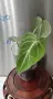 Филодендрон 'Глориозум Зебра' / Philodendron gloriosum zebra, снимка 4