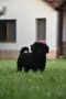 Той пудел Toy poodle, снимка 6