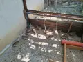 Японски пътпъдъци, снимка 1