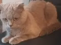 Шотланска клепоуха на 3 години женска не кастрирана, снимка 2