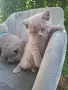 Британски късокосмести котки, снимка 4