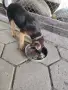 Малки немски овчарки., снимка 15