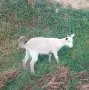 Продавам мъжко яре , снимка 3