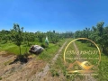 Парцел село Бял Извор област Стара Загора, снимка 3