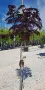 Albizia julibrissin ‘Summer Chocolate’ (Албиция „Шоколад“ / Копринено дърво „Шоколад“), снимка 2