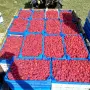 Продавам Розов домат, снимка 7