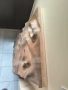 Плот от тъмен орех и череша за холна маса, снимка 4