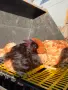 кокошки носачки, снимка 3