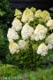 Хортензия метличеста „Полярна мечка“, Hydrangea paniculata 'Polar Bear', снимка 1