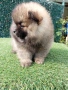 померан , снимка 6