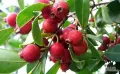 Ягодова гуава (Psidium cattleyanum) – екзотично плодно растение с ароматни плодове, снимка 2