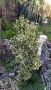 Евонимус Браво, Euonymus japonicus Bravo, снимка 3