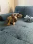 Две прекрасни момченца, снимка 11