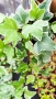 Бръшлян Бяло чудо, Hedera helix White Wonder, студоустойчив, снимка 4