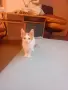 Малки  Котета момиченца, снимка 3