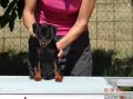 Миниатюрен Пинчер / zwergpinscher, снимка 5