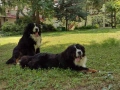 Бернска овчарка момиче, снимка 3