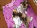 Търся дом за 4 малки котенца и майка им, снимка 3