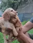 Английски кокер шпаньоли, снимка 7