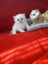 Супер Цена .Елитни Котенца, снимка 1
