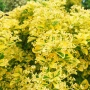 Евонимус Ауреа, Euonymus Japonica Aurea, снимка 3