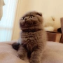 Шотландски котенца, снимка 2