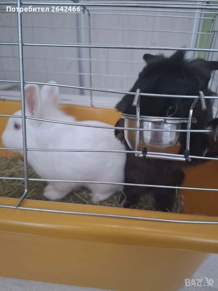 Подарявам декоративни зайчета , снимка 1